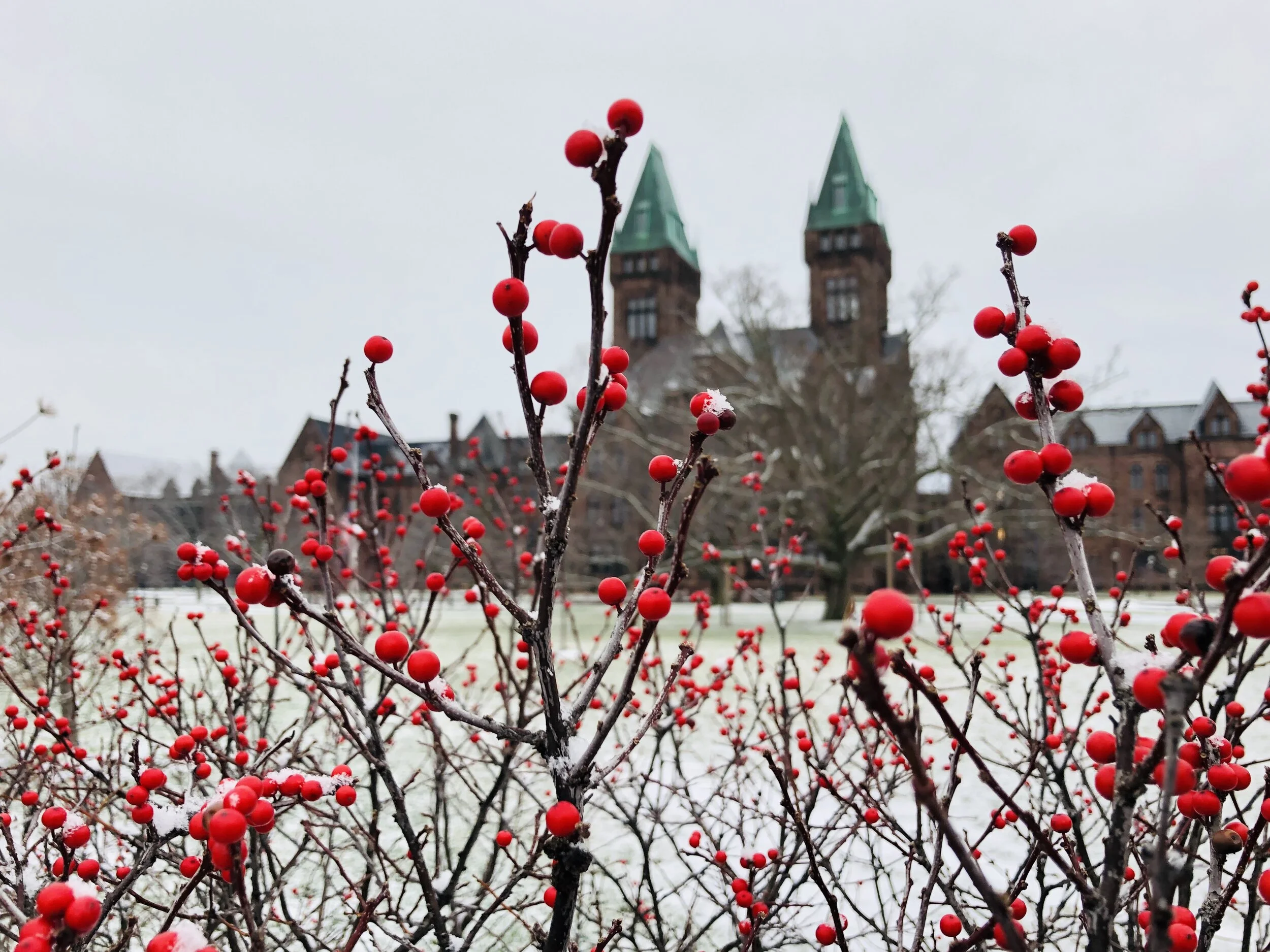 Winter Berries