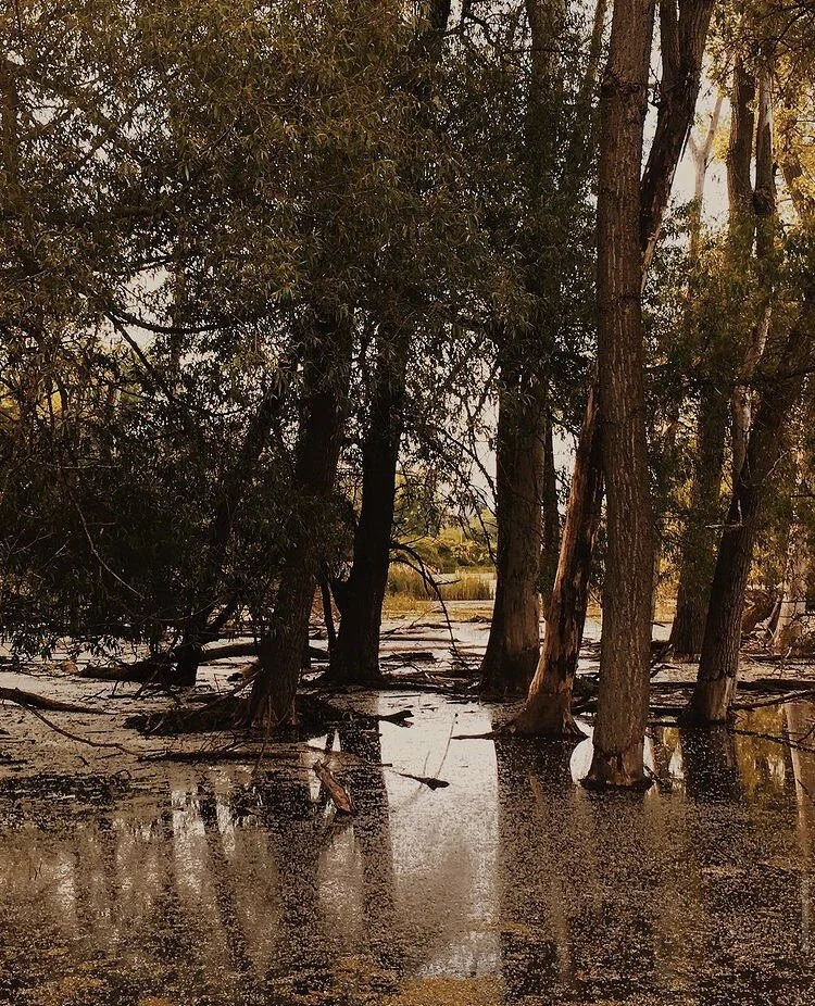 Tifft Woods