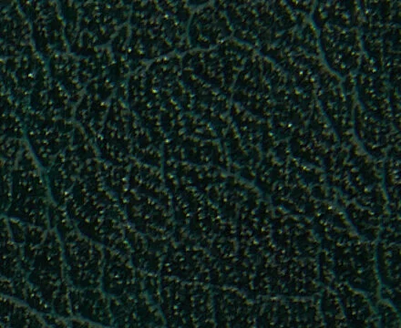 dark-hunter-green-20190830.jpg