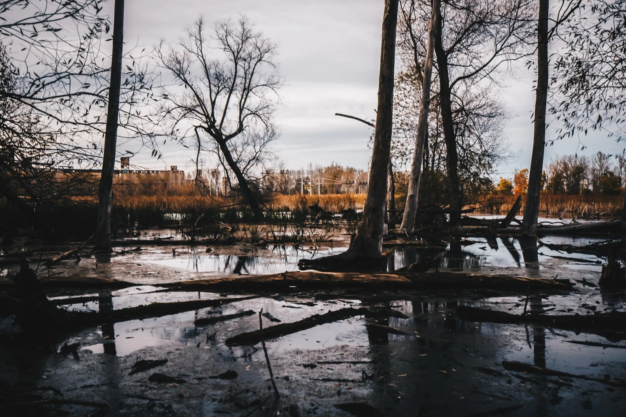 Tifft Swamp