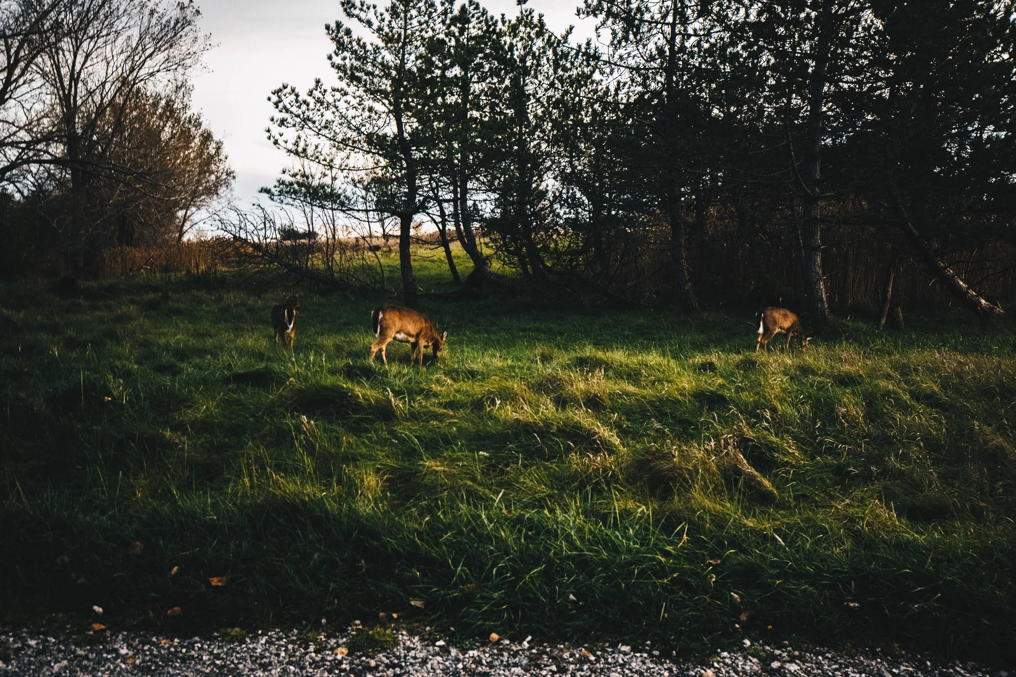 Tifft Deers II