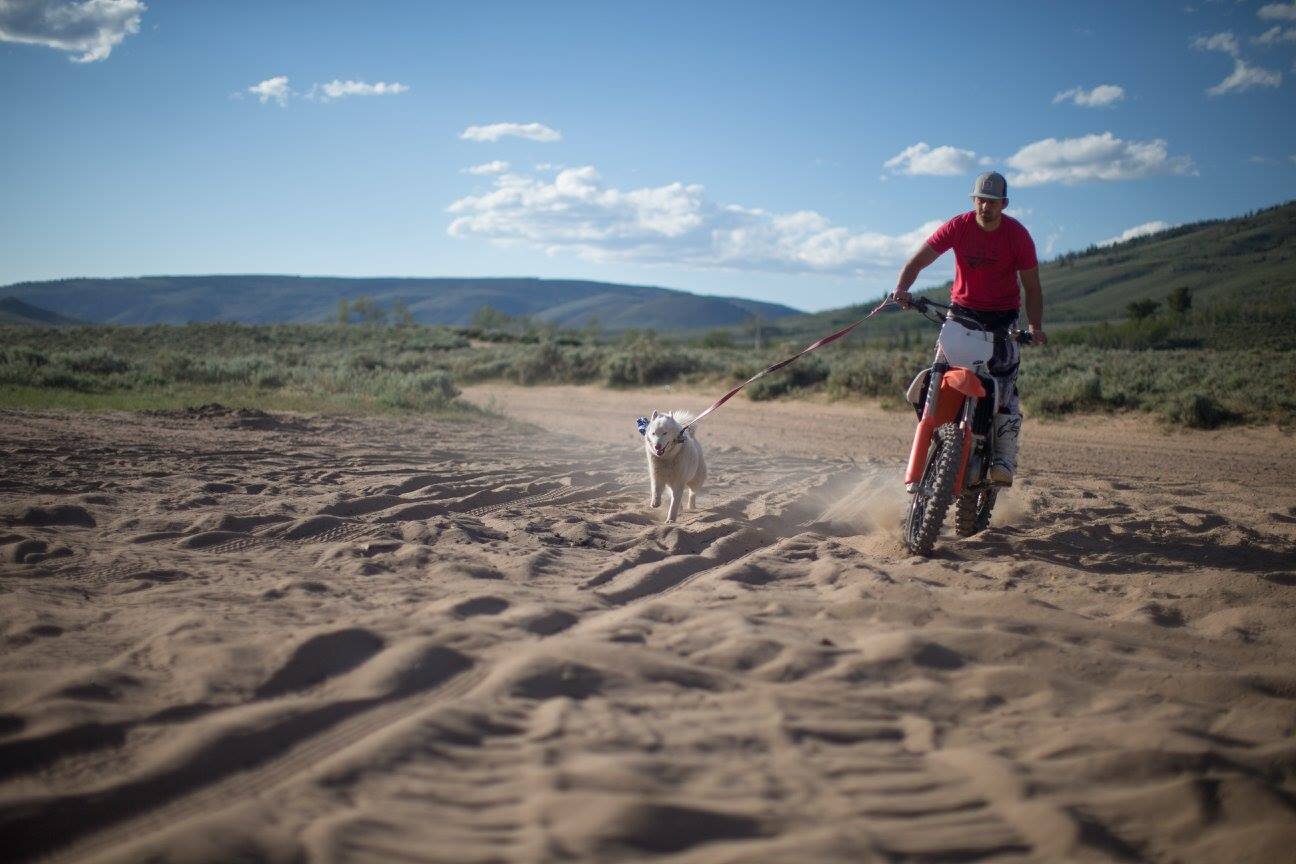 The best way to tire out your dogs!