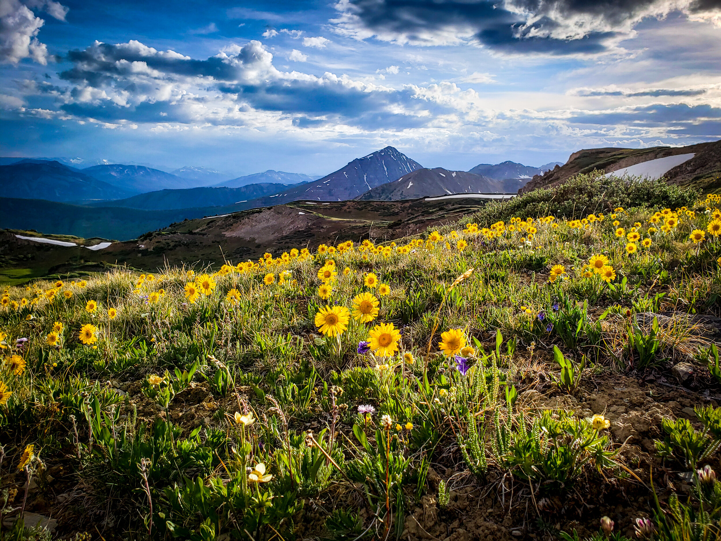Wildflowers in Crested Butte, CO
