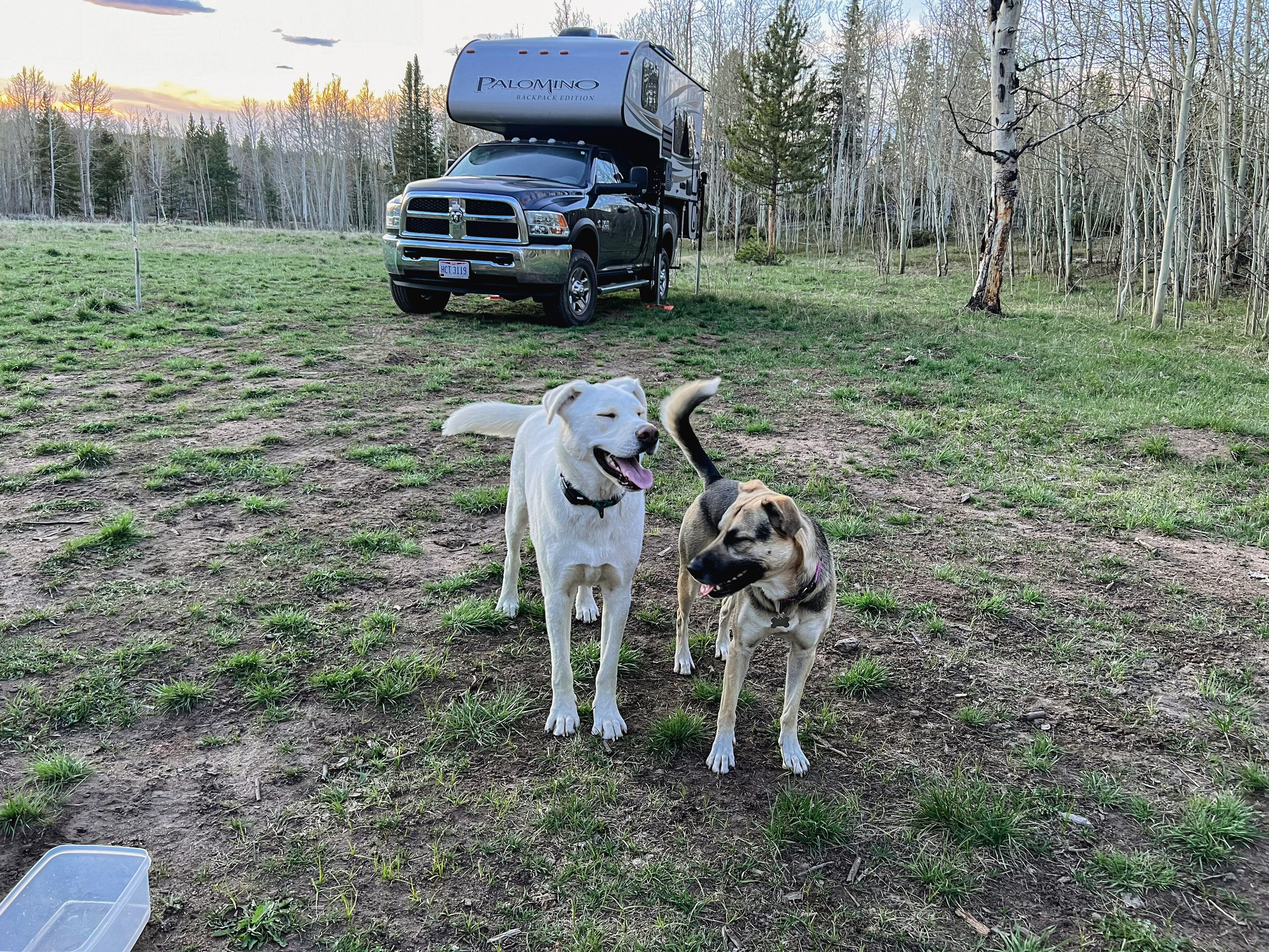  Pickles and Waffles sprinting around our dispersed camping area in Rand, CO. Posing in front of my mom’s truck camper.  
