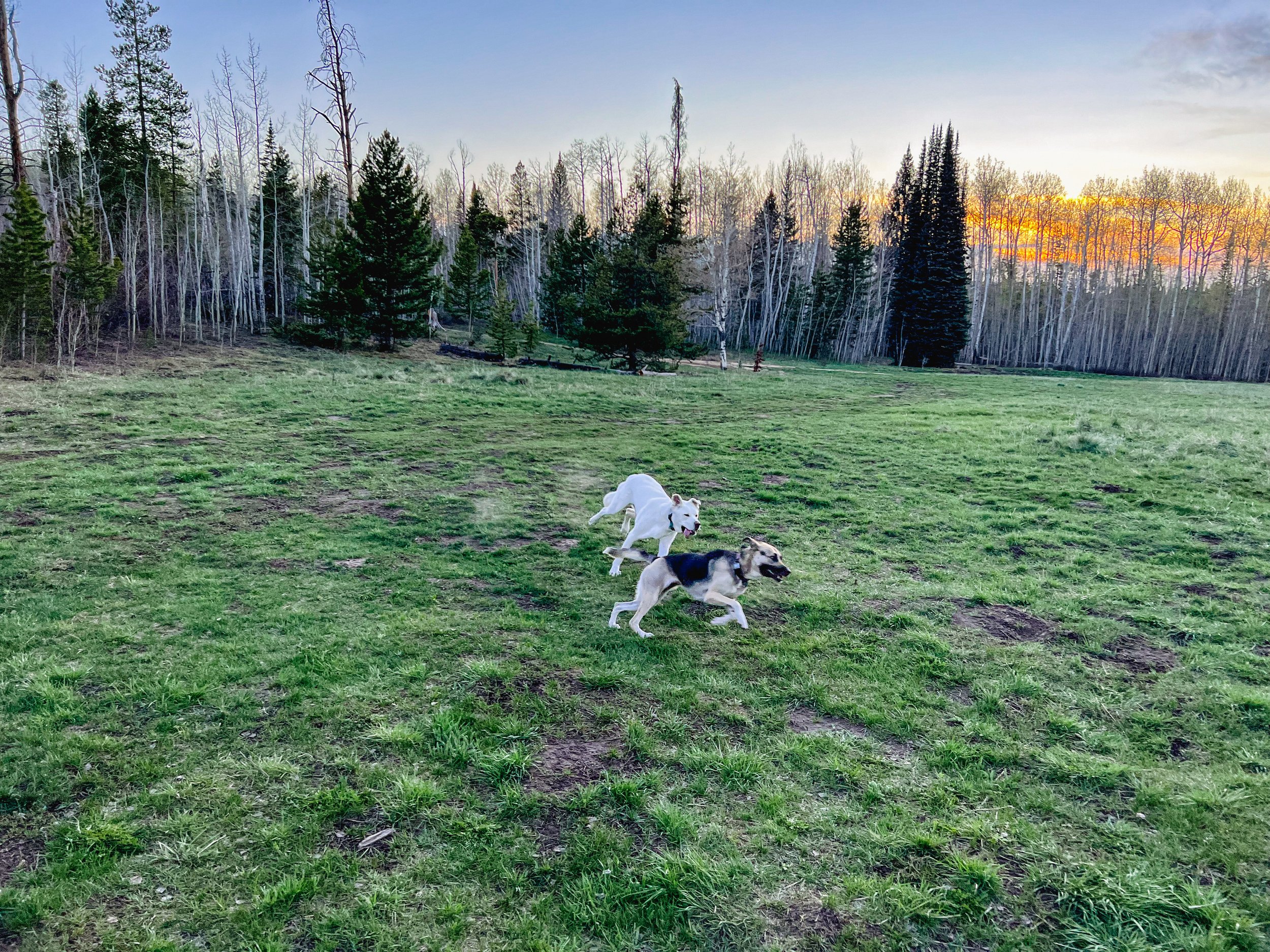 Pickles and Waffles running around our camping area