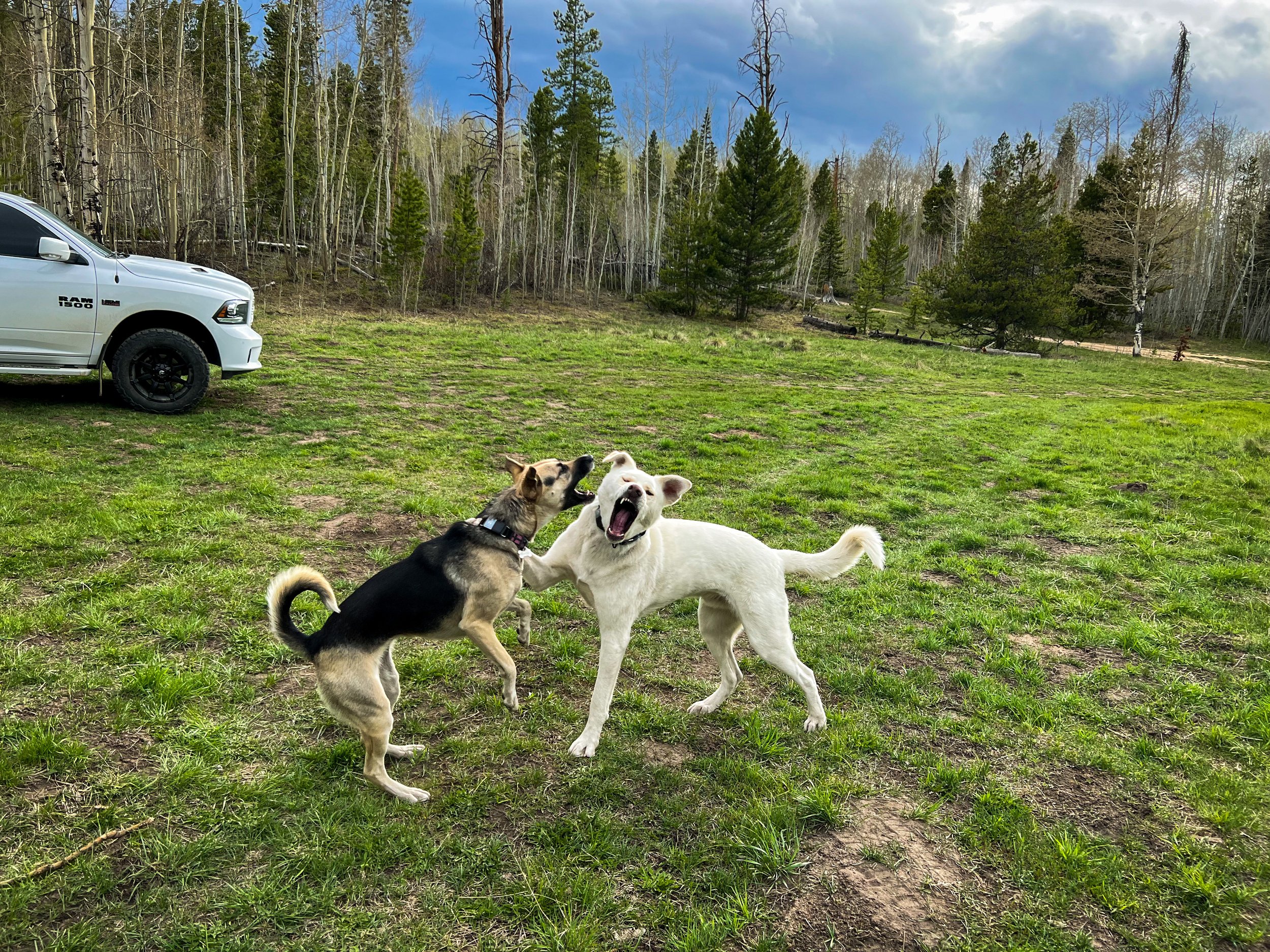  Pickles and Waffles sprinting around our dispersed camping area in Rand, CO.  