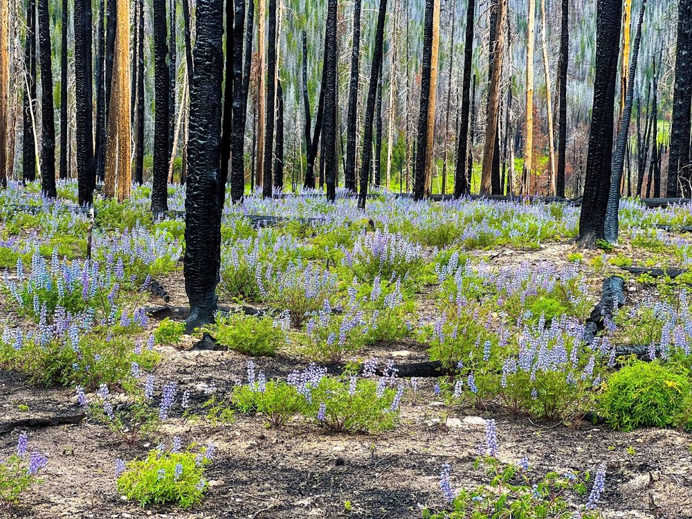 Stunning wildflowers in the burn areas