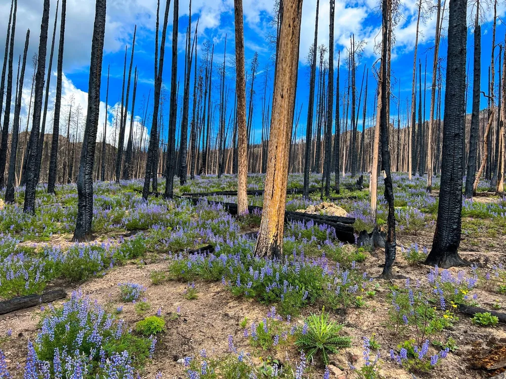 Purple wildflowers in the burn area on the Willow Creek trails