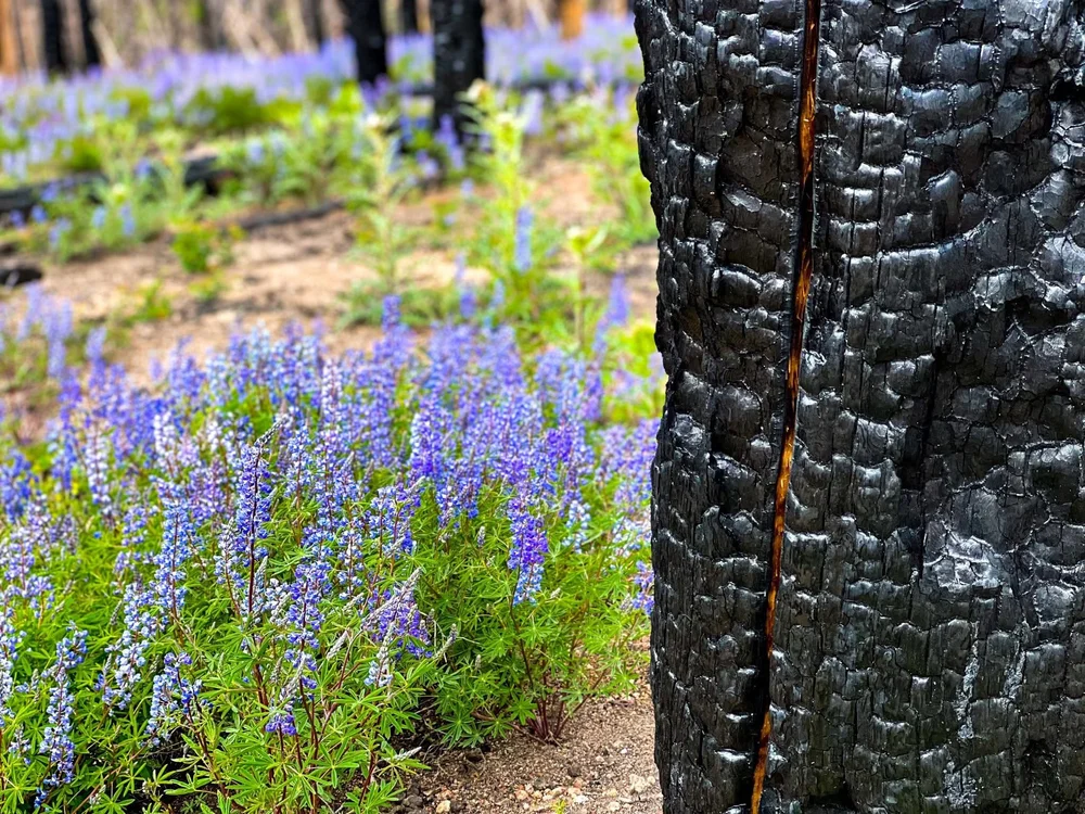 I have a wildflower obsession