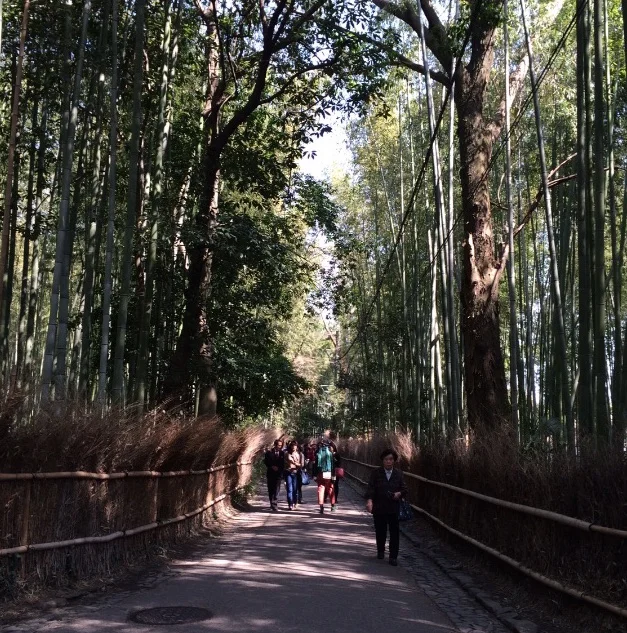 Kyoto Bamboo Forest.jpeg