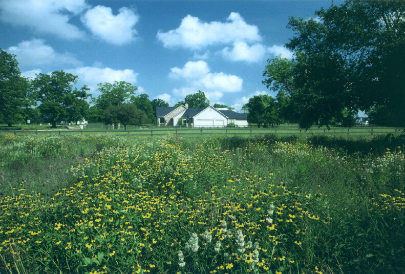 Wildflower Field.JPG