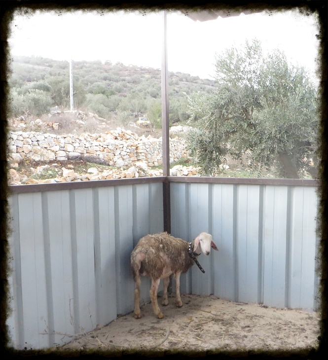 Scared Little Lamb