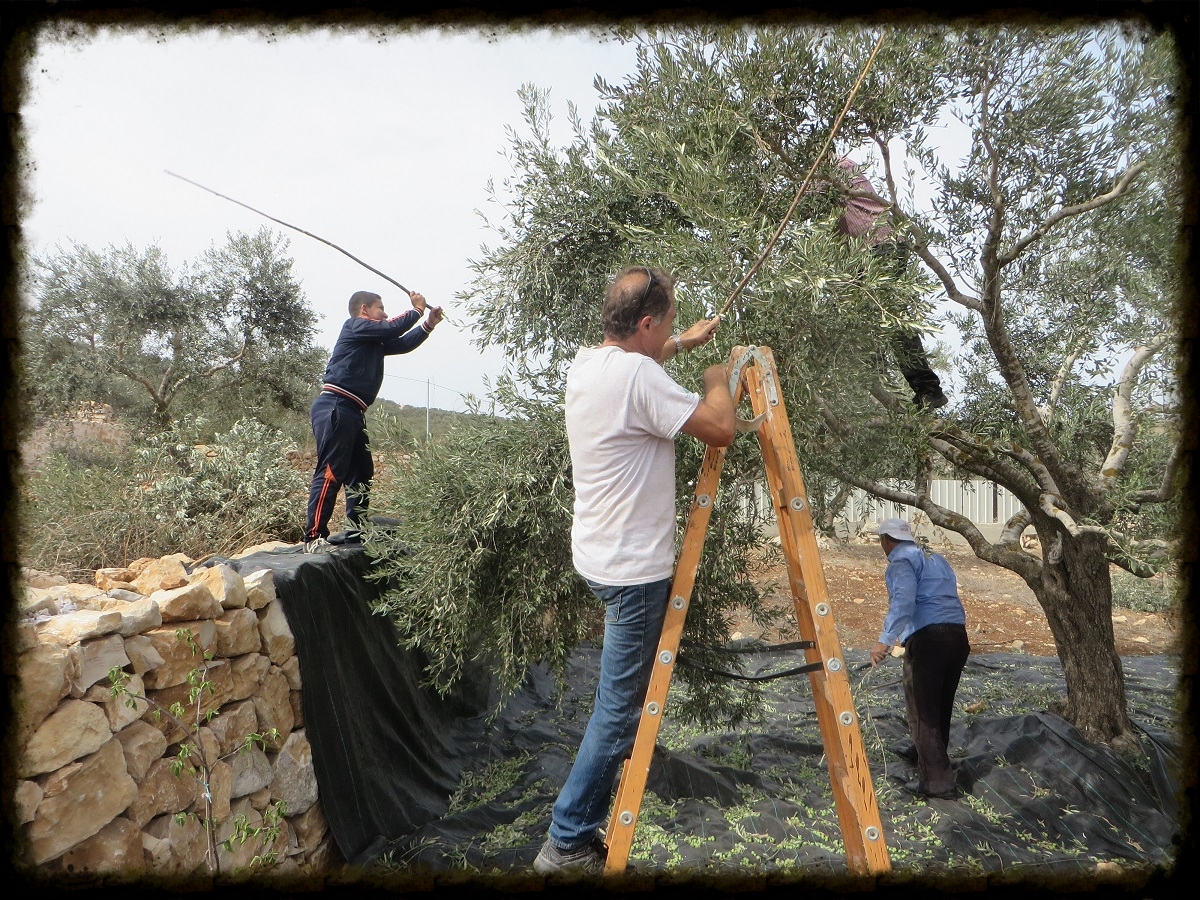 Picking the Olives