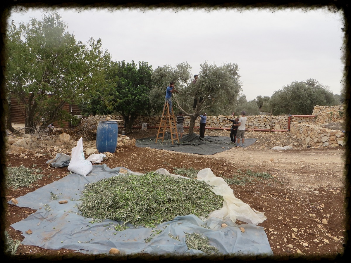 Olives Piling Up