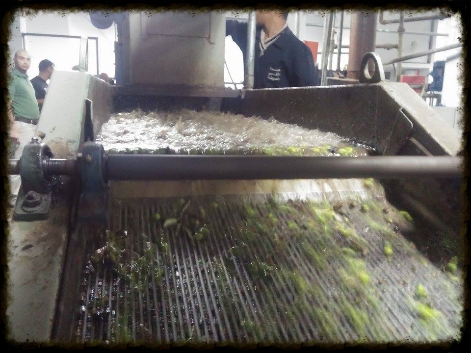 Olives being Washed