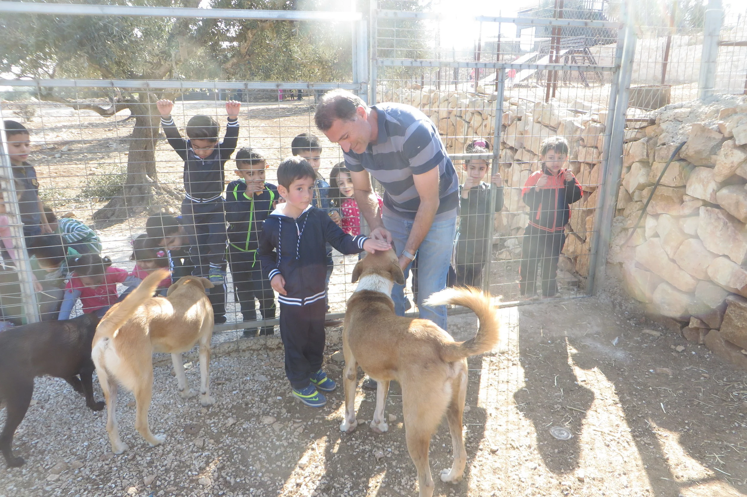 "These are 'wild' dogs, and yes, they are very friendly"