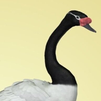 Black Necked Swan.jpg