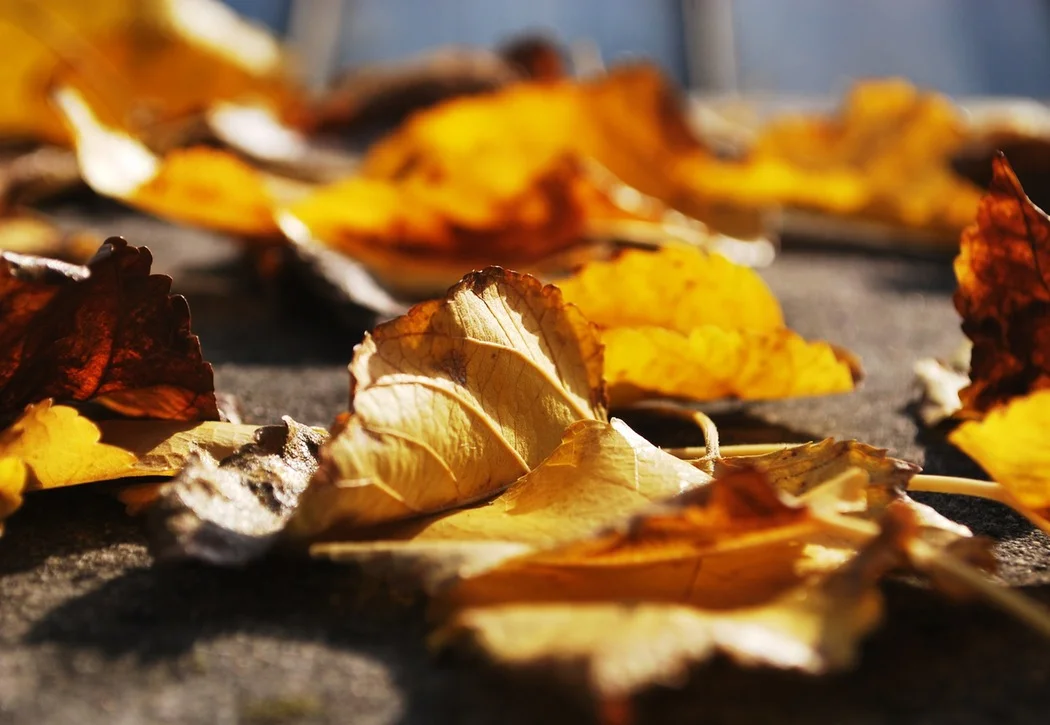 leaves.jpg