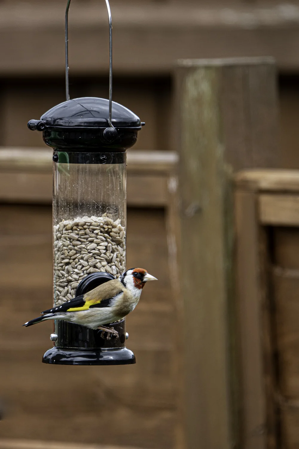 Goldfinch-00213.jpg