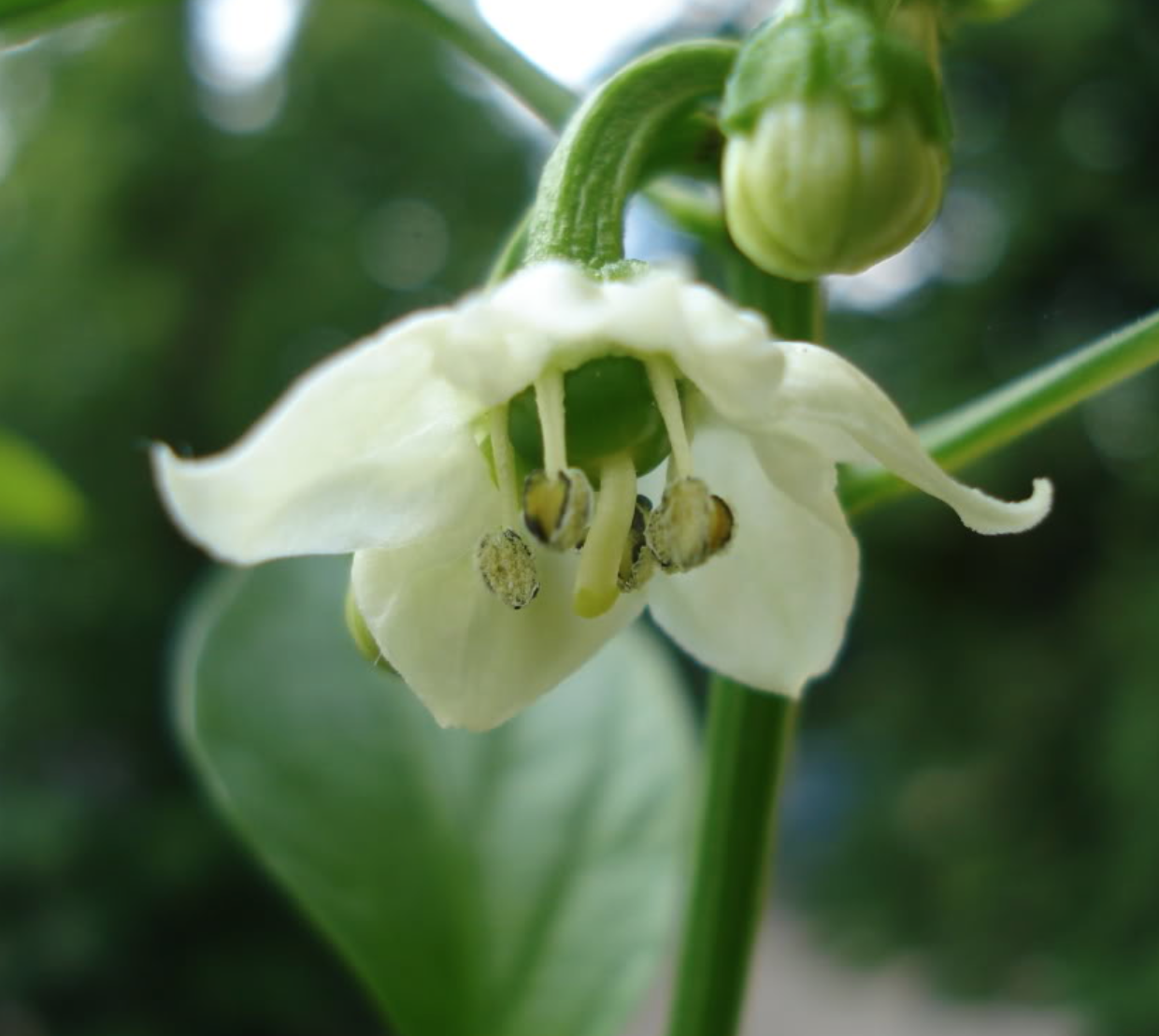 borage.jpg