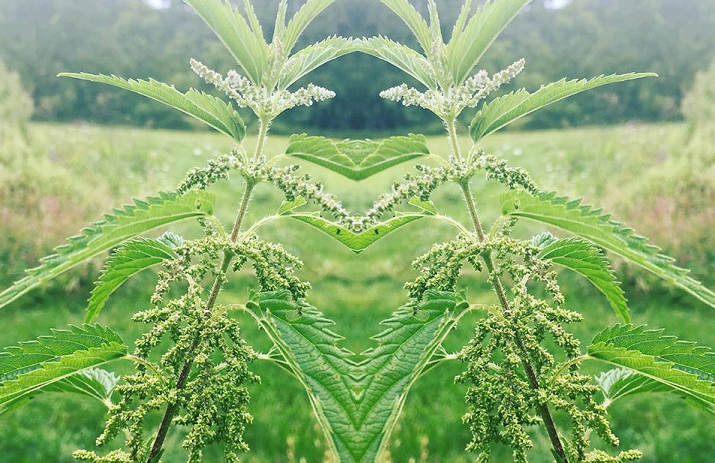 nettle flip small.png