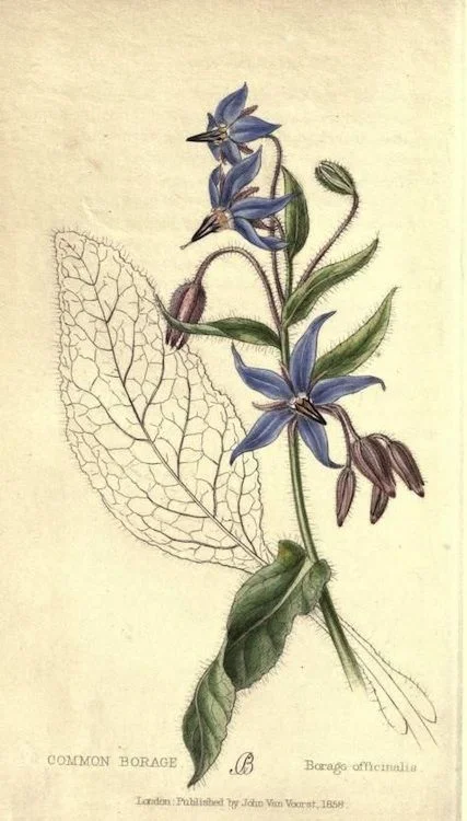 borage.jpg