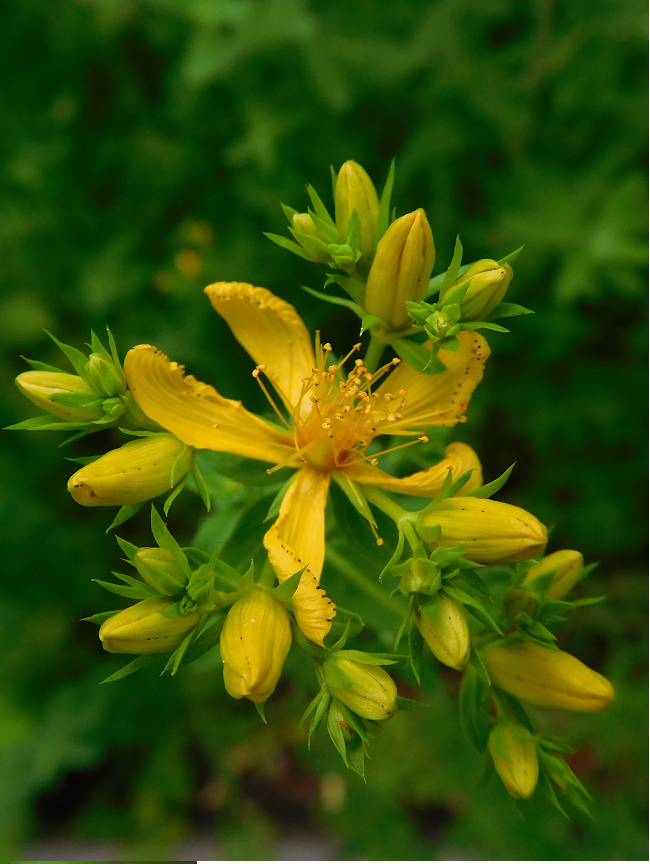 sjw flower.png