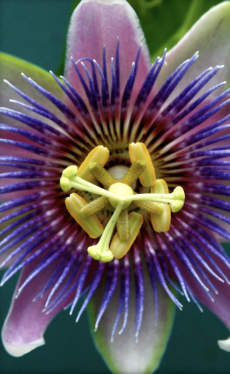 NEW ASTRO-HERBALISM online program