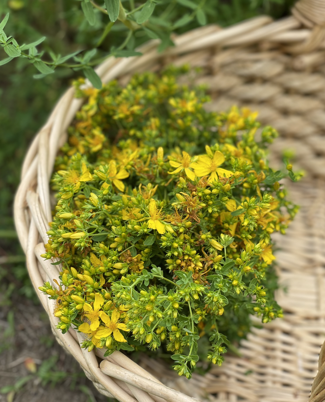 THE WILD FORAGED APOTHECARY (summer)