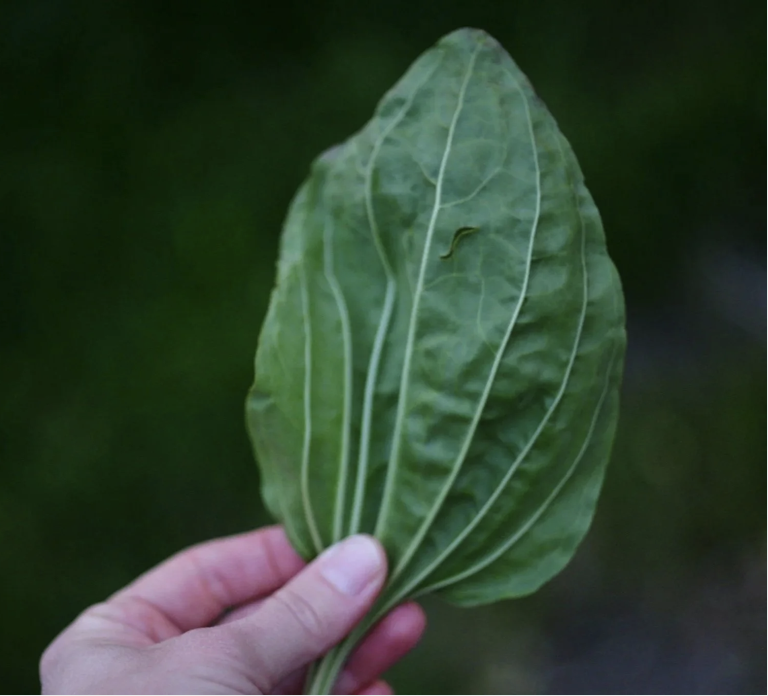 The Roots of Response A Weekend Intensive in Field Herbalism for Crisis, Collapse &amp; Community Care 