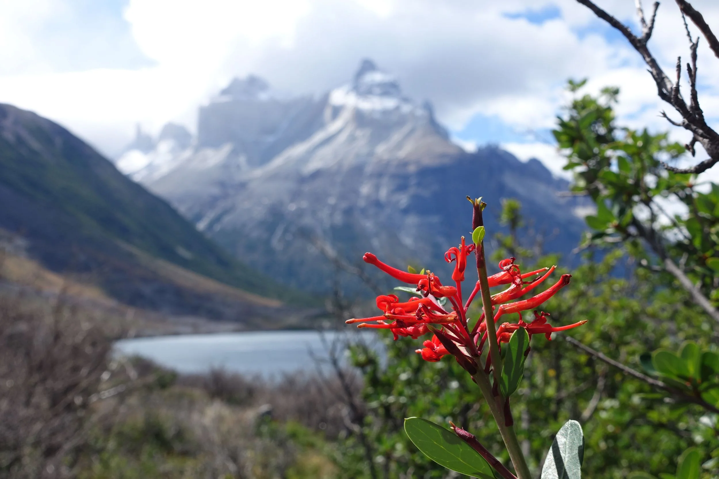 fire bush in pataognia.jpg