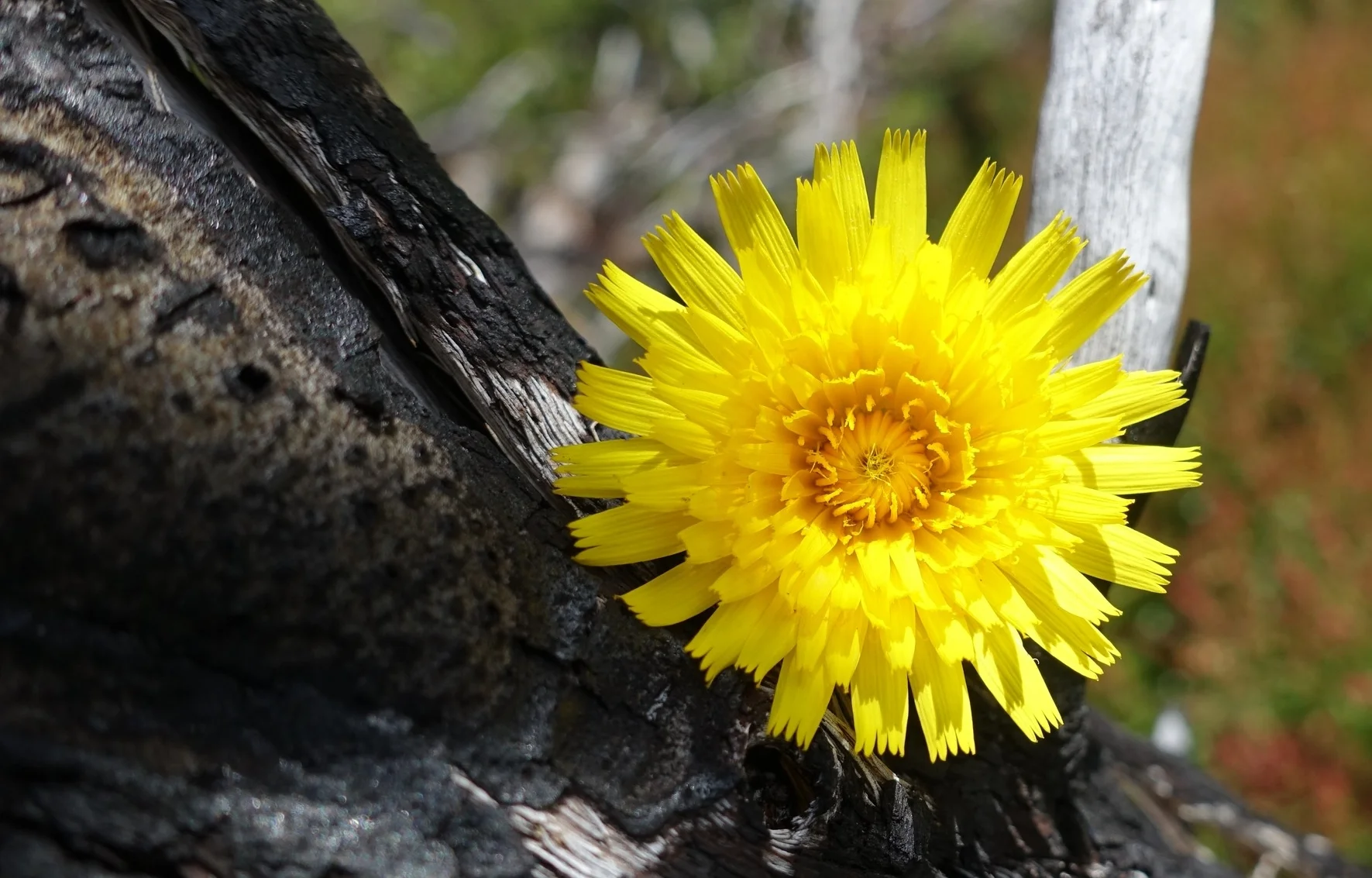 flower with charred tree.jpg