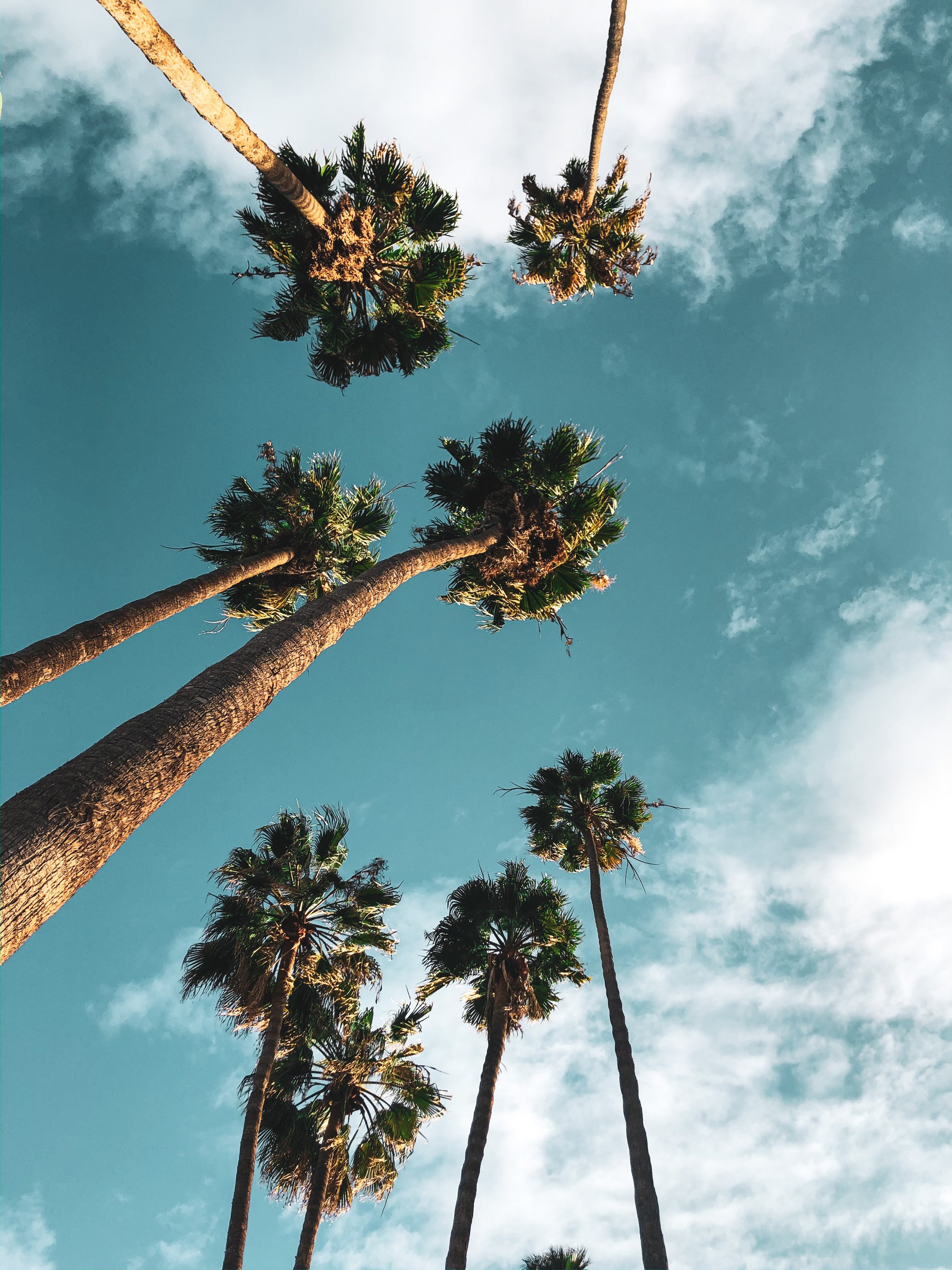 Palm Trees