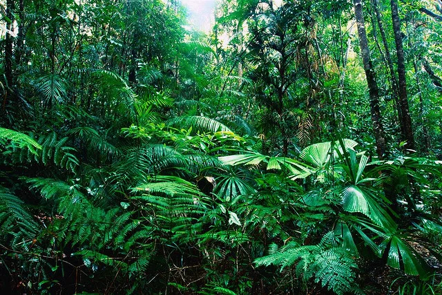 Welcome to the Jungle of Ometepe