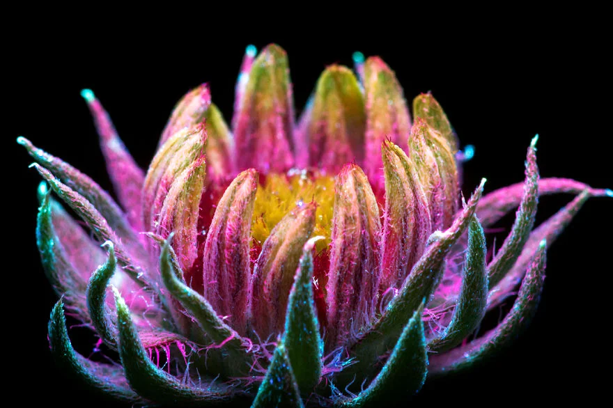 magical-photographs-of-plants-emitting-light-craig-burrows-2.jpg