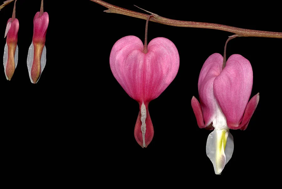 bleeding-heart-flowers-showing-blooming-stages-phil-cardamone.jpg