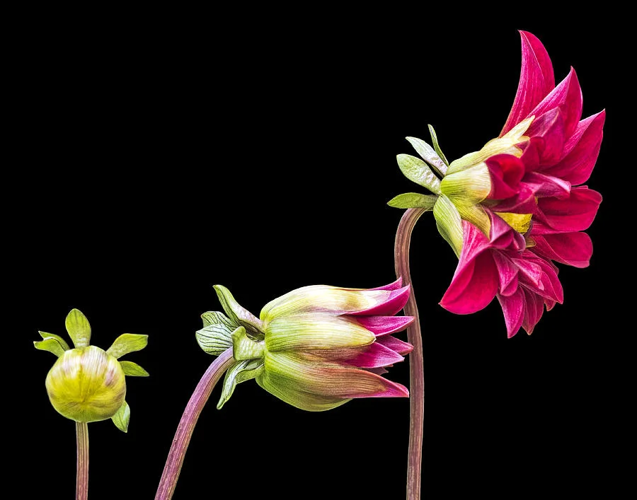 bud-to-bloom-penny-pesaturo.jpg