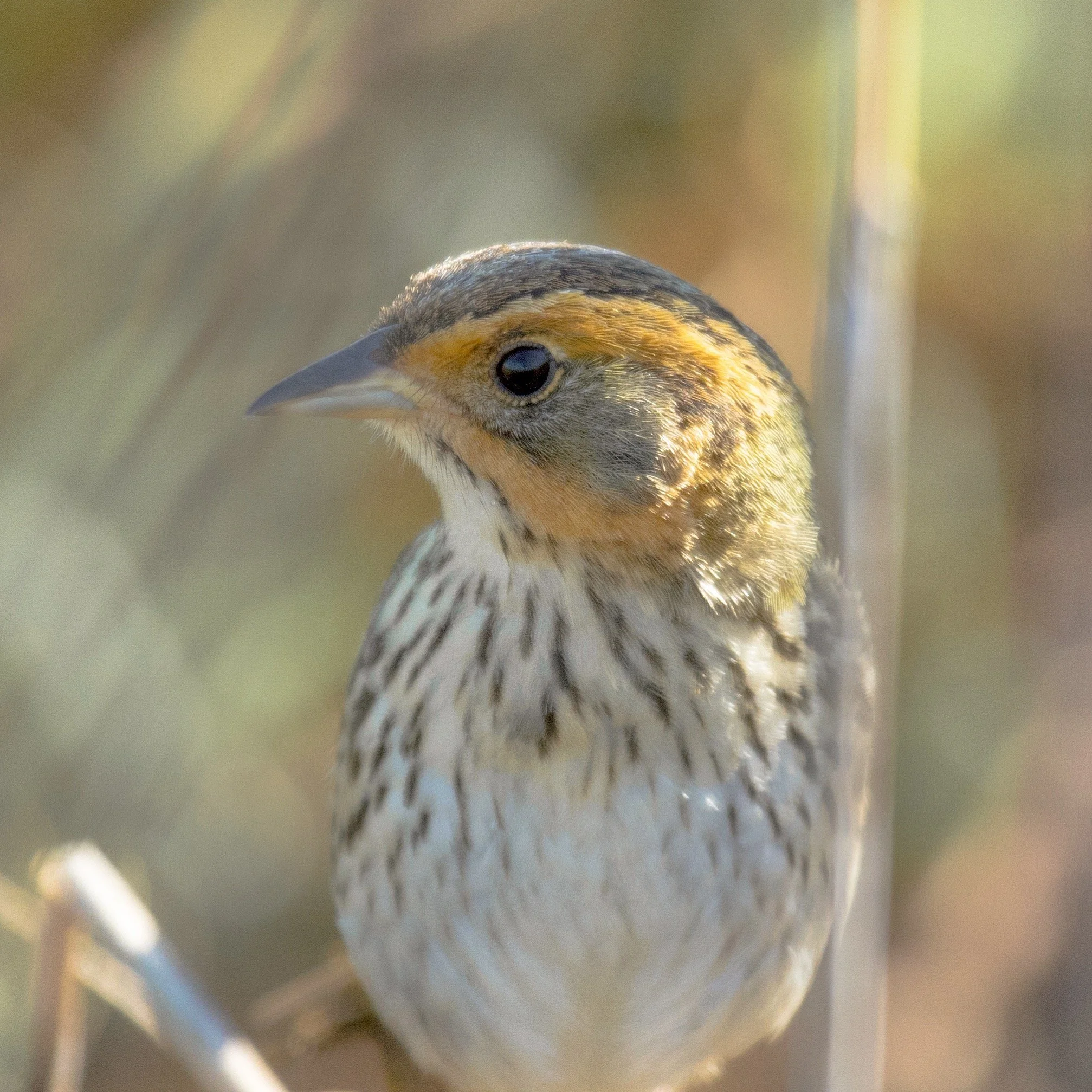 A close up of a salt marsh sparrow perched in the grass