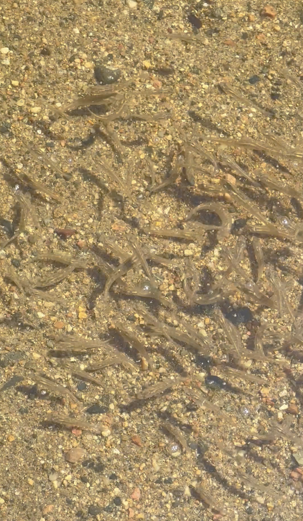 Dozens of herring fry swim in shallow water.