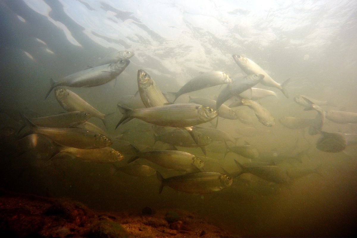 Herring in the Mystic Lakes