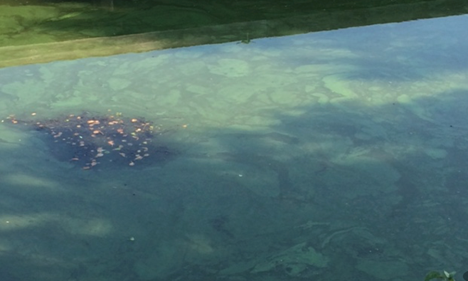 Cyanobacteria bloom, Blessing of the Bay, Somerville, 2016. Photo by Wilder Huckleberry.