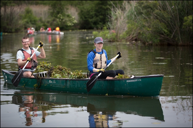 Volunteers remove water chestnut from the Mystic River.