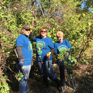 Volunteers remove Oriental bittersweet, an invasive vine.