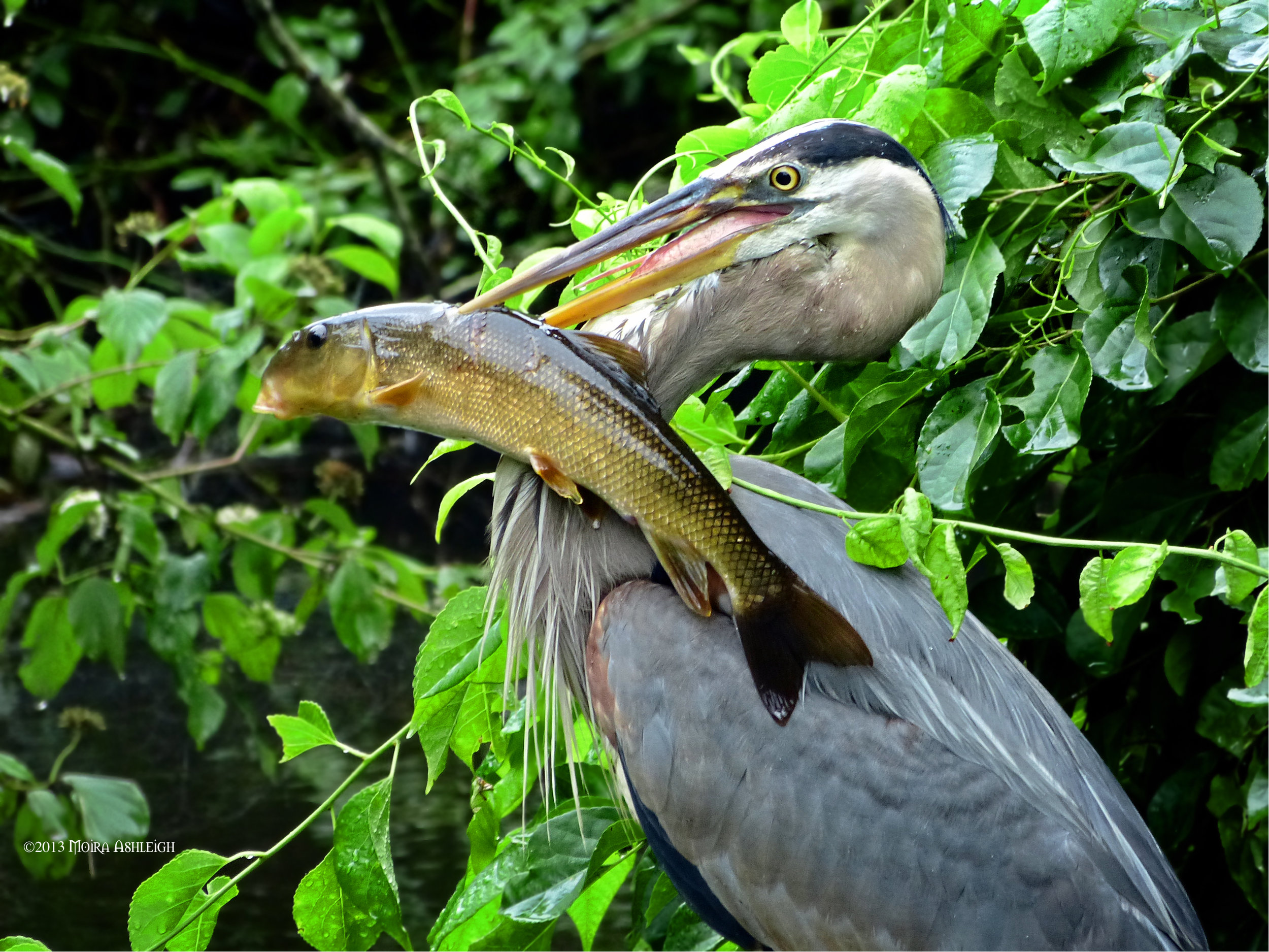 2013 Photo Contest winner, Moira Ashleigh.