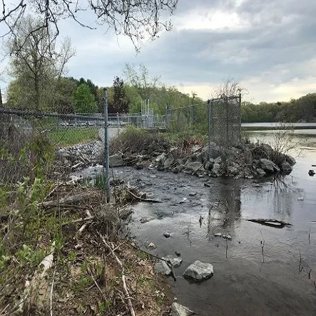 River Herring at Horn Pond: Update from Division of Marine Fisheries