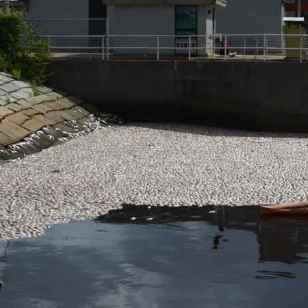 Fish kill explained by Division of Marine Fisheries.