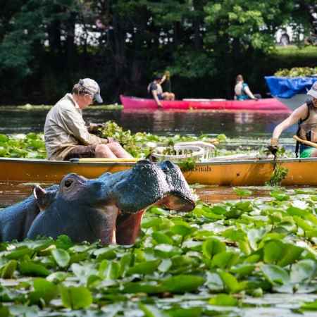 Hippos in the Mystic River