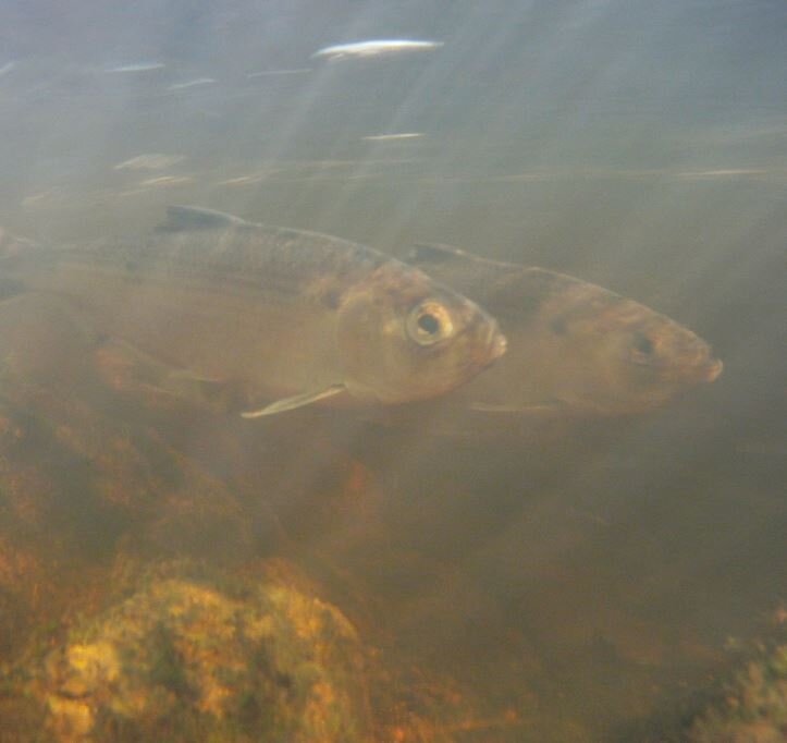Volunteers Document River Herring Migrating in the Mystic
