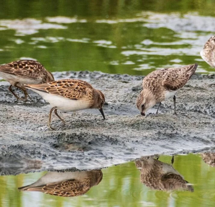 Birds of Belle Isle Marsh