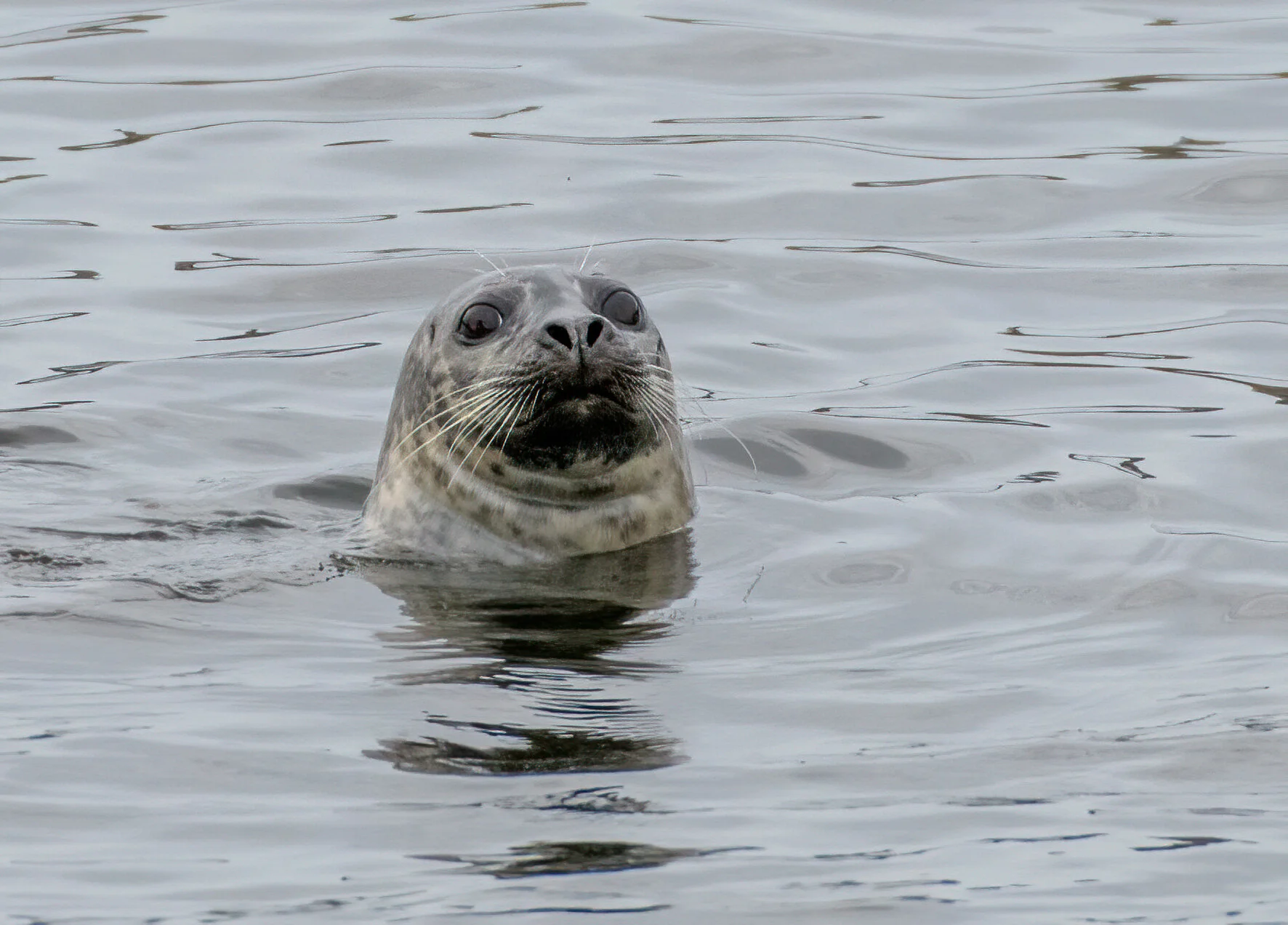 Harbor Seal visits Mystic River